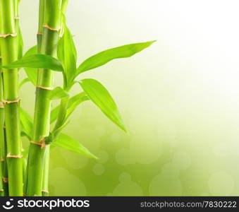 Bamboo background with copy space