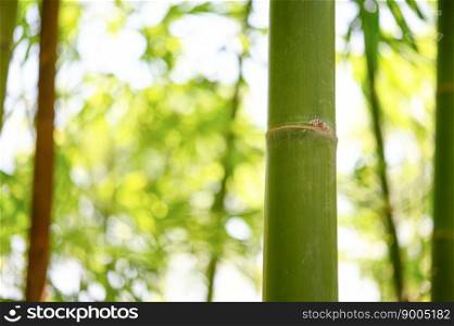 Bamboo branch in the forest, beautiful green nature background.