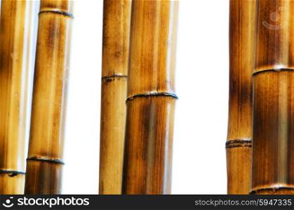 Bamboo branches isolated on the white background&#xA;