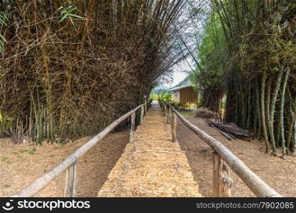 Bamboo bridge with clump of bambusa bamboo in Thailand