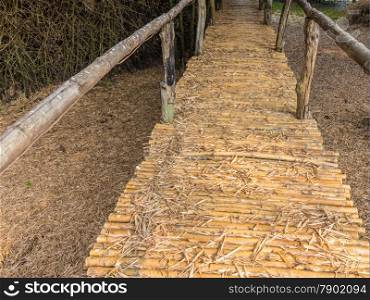 Bamboo bridge with clump of bambusa bamboo in Thailand