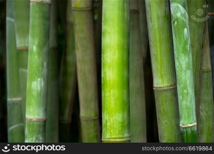 Bamboo close up in bamboo grove. Chengdu, China. Bamboo close up in bamboo grove