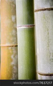 Bamboo close up. Japanese Diary
