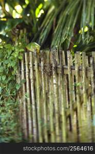 Bamboo fence with green plants in Maui, Hawaii.
