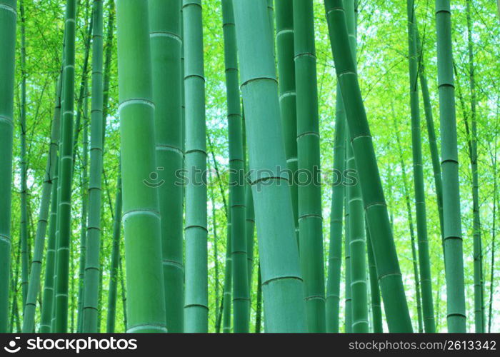 Bamboo forest