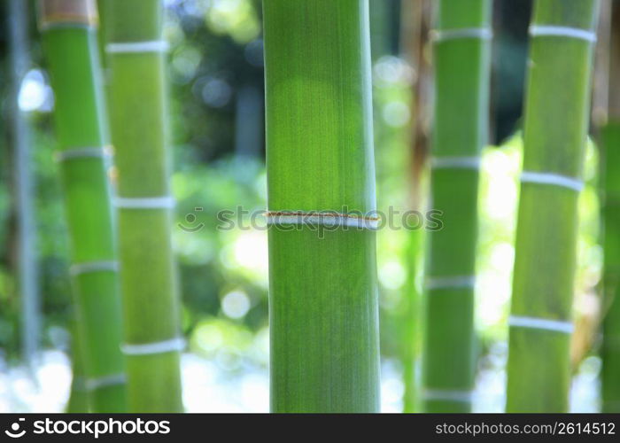 Bamboo forest