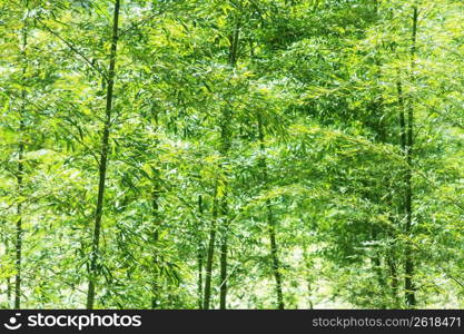 Bamboo forest