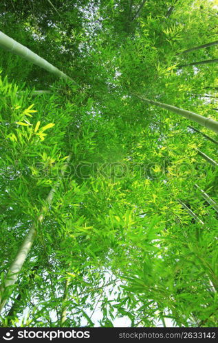 Bamboo forest