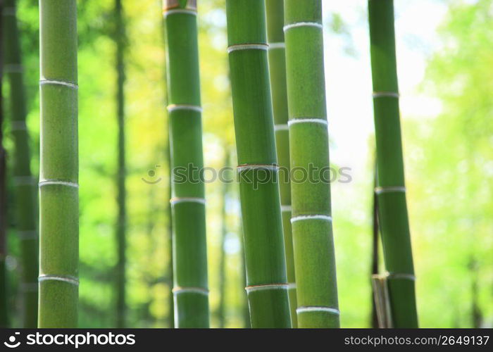 Bamboo forest