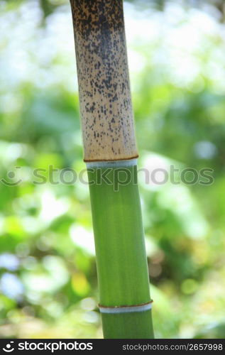 Bamboo forest