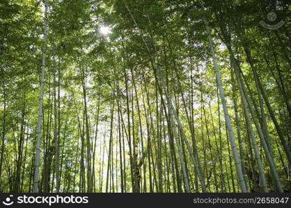 Bamboo forest