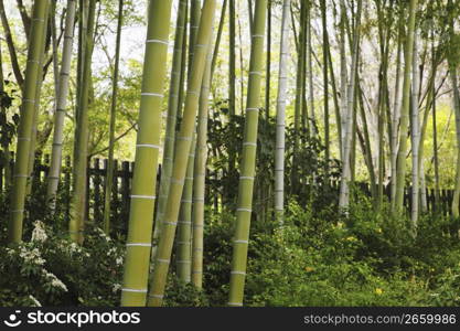 Bamboo forest