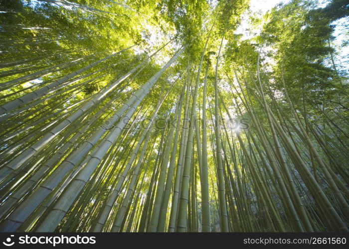 Bamboo forest