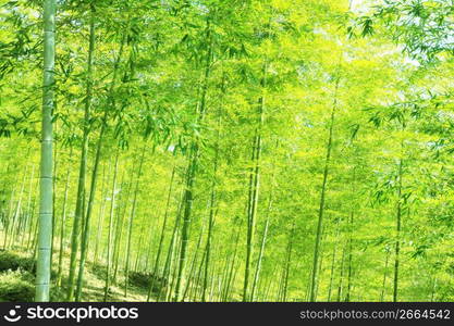 Bamboo forest