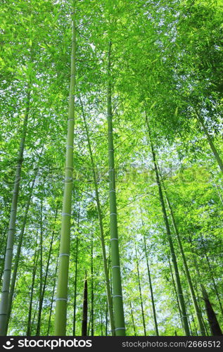 Bamboo forest