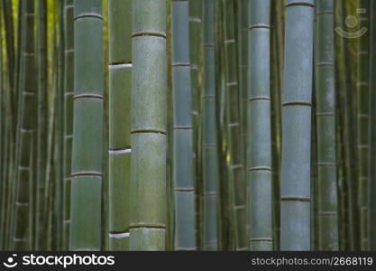 Bamboo forest