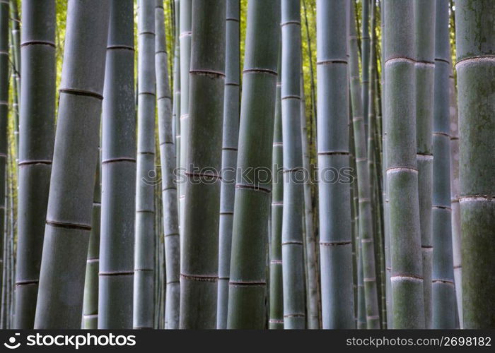 Bamboo forest