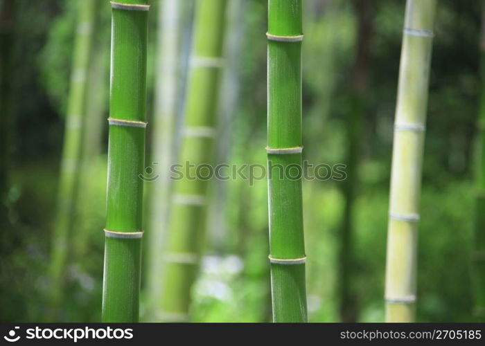 Bamboo forest