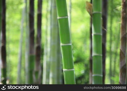 Bamboo forest