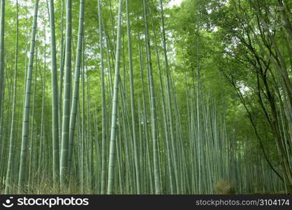 Bamboo forest