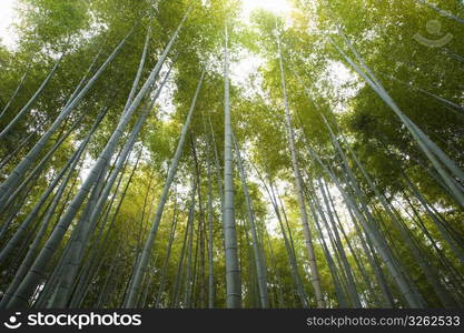 Bamboo forest