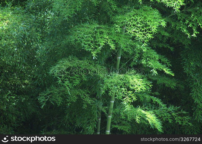 Bamboo forest