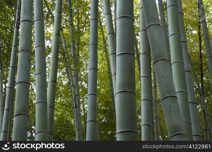 Bamboo forest