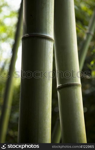 Bamboo forest