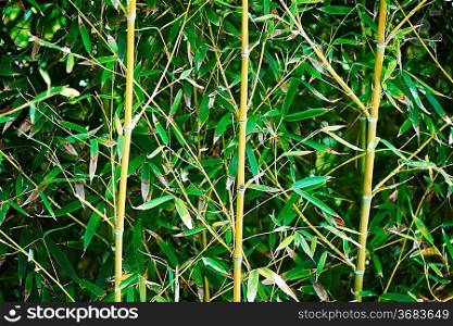 Bamboo forest background close up
