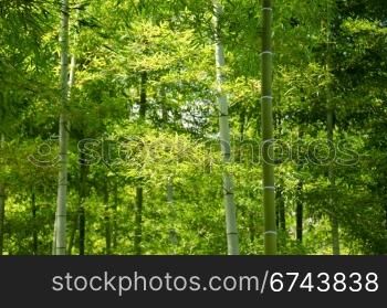 Bamboo forest. Background of a green japanese bamboo forest seen from below