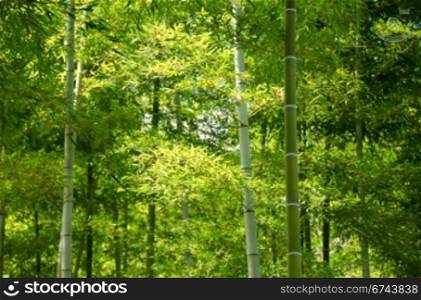 Bamboo forest. Background of a green japanese bamboo forest seen from below