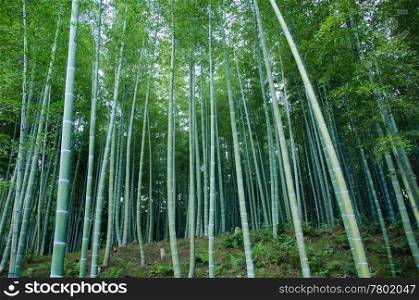 Bamboo forest. Background of a green japanese bamboo forest seen from the side