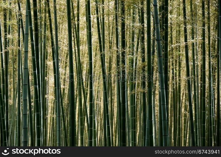 Bamboo forest. Background of a sunlit green japanese bamboo forest