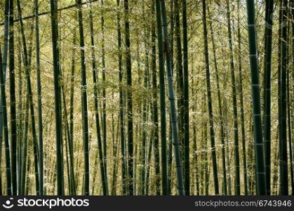 Bamboo forest. Background of a sunlit green japanese bamboo forest