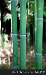 bamboo forest close-up photo