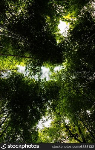 bamboo forest from bottom view