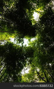 bamboo forest from bottom view