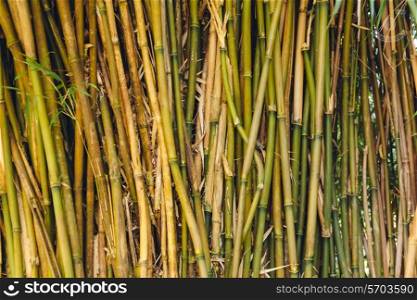 Bamboo forest in botanical garden, closeup view&#xA;