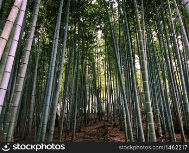 Bamboo Forest in Kyoto Japan