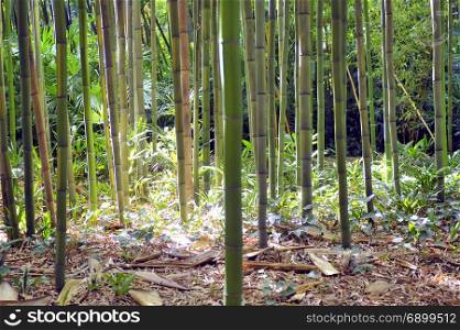 Bamboo forest in the Anduze bamboo plantation in the French department of Gard