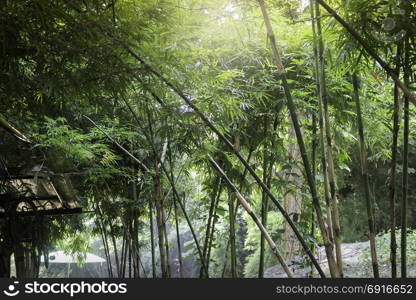 Bamboo forest in tropical weather Thailand, stock photo