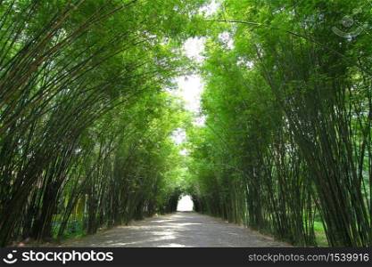 Bamboo forest is beautiful in thailand