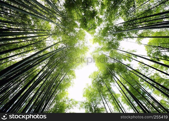 Bamboo Forest , Japanese Bamboo in Kyoto