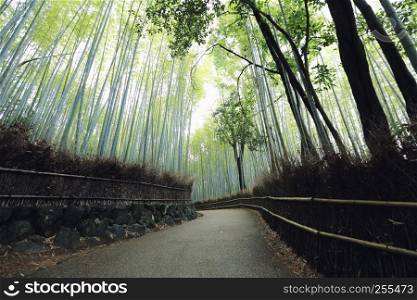 Bamboo Forest , Japanese Bamboo in Kyoto