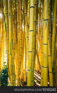 Bamboo forest. nature background . bamboo plant