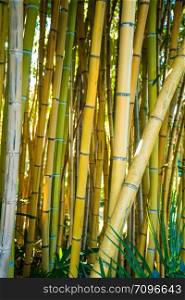 Bamboo forest. nature background . bamboo plant