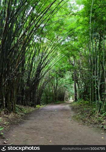 Bamboo forest pathway in tropical rain forest