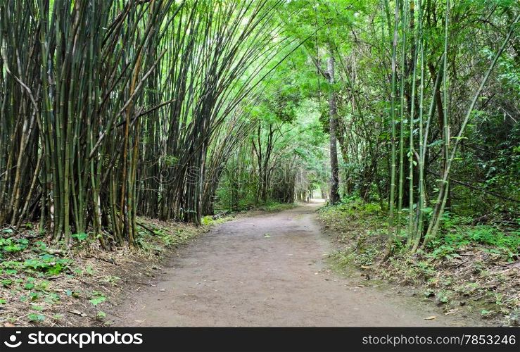 Bamboo forest pathway in tropical rain forest, Thailand