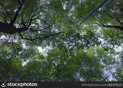 Bamboo forest seen from below. Background of green japanese bamboo forest seen from below with another tree in between