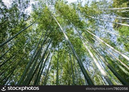 Bamboo forest seen from below. Green japanese bamboo forest seen from below